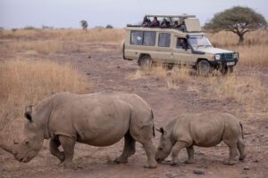 group safari